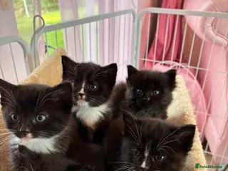 Ragdoll cats Ragdoll cross Siberian beautiful 6 kittens - Advert 1