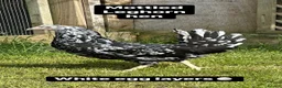 Chickens poultry for sale: Coloured hybrid hens at point of lay in Colchester - Advert 5
