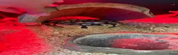 Python Snake reptiles for sale: Royal pythong banana  in Crewe - Advert 1