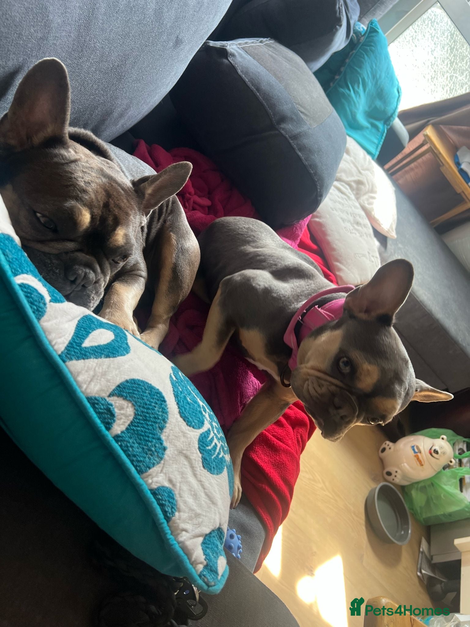 French Bulldog dogs Sassy - Advert 2