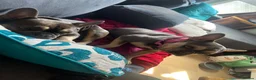 French Bulldog dogs for sale: Sassy - Advert 1