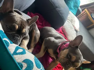 French Bulldog dogs Sassy - Advert 2