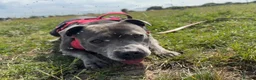 Staffordshire Bull Terrier dogs for sale: Staffordshire bull terrier bitch entire - Advert 2