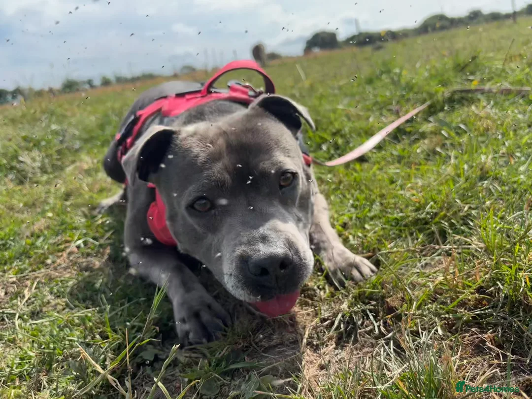 Staffordshire Bull Terrier dogs for sale: Staffordshire bull terrier bitch entire - Advert 2