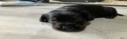 Mixed Breed dogs for sale: Frenchie Sproodles - Advert 5