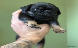 Puggle dogs for sale: Puggle Puppies – Basildon – Ready 12th Dec! - Image 9