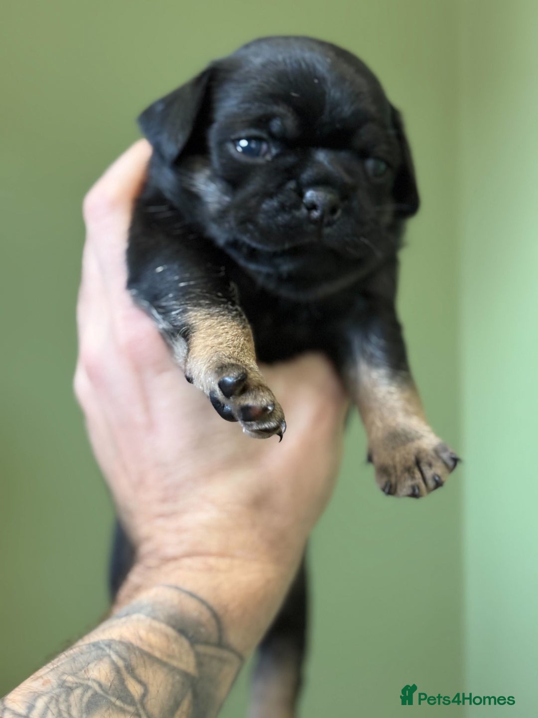 Puggle dogs for sale: Puggle Puppies – Basildon – Ready 12th Dec! - Image 9