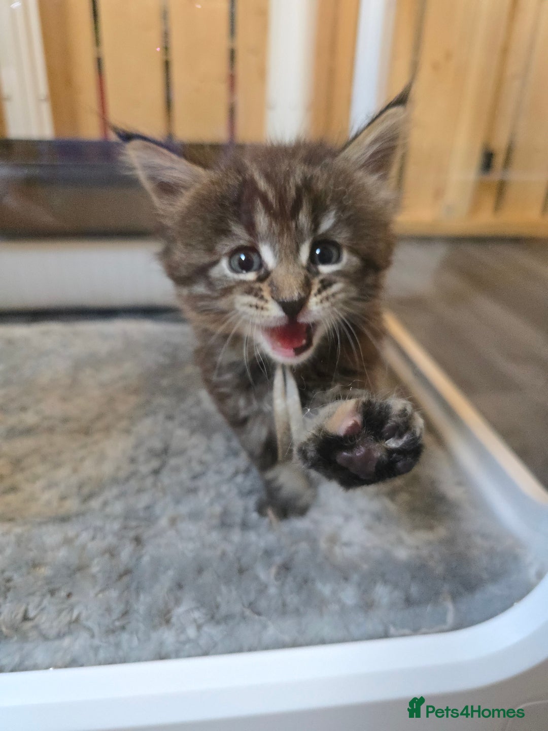 Maine Coon cats for sale: Maine Coon Kittens Tortie/Torbie Russian lines - Image 12