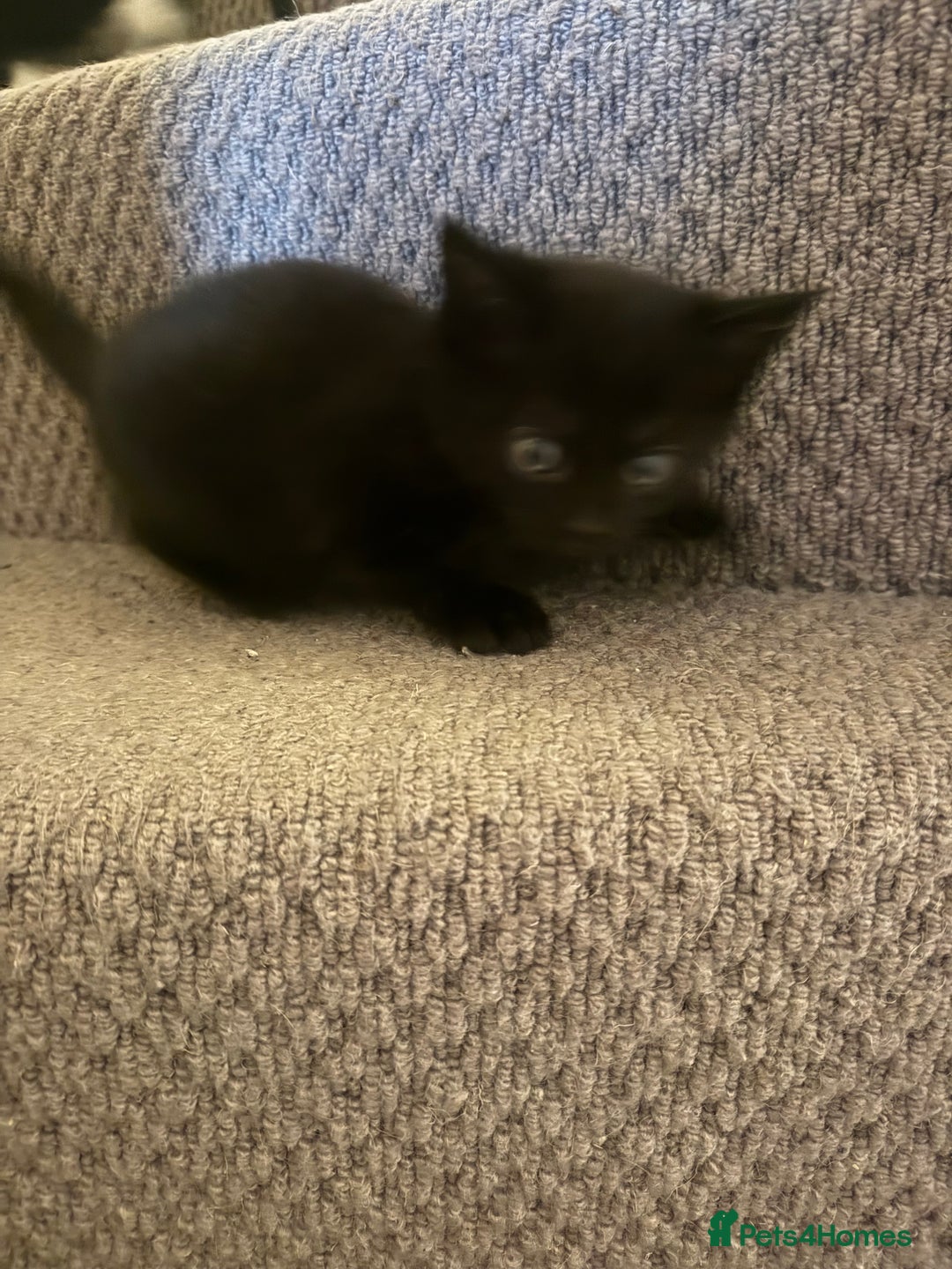Mixed Breed cats for sale: 2 male kittens. Black and white remaining. - Image 4