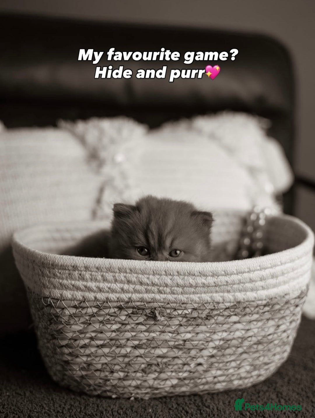 British Shorthair cats for sale: Chocolate brown cinnamon tortie British Kittens - Advert 29