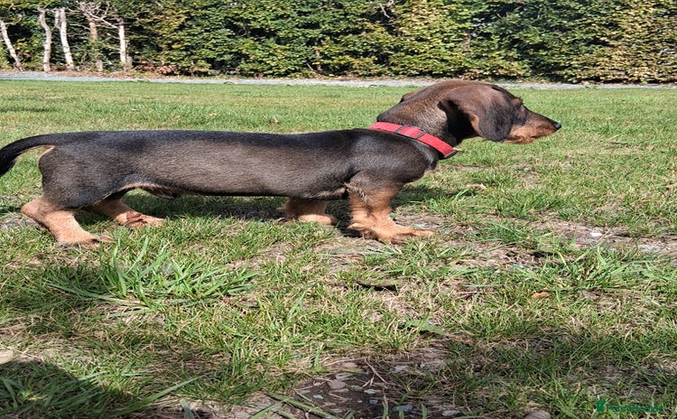 Dachshund dogs - Advert 1
