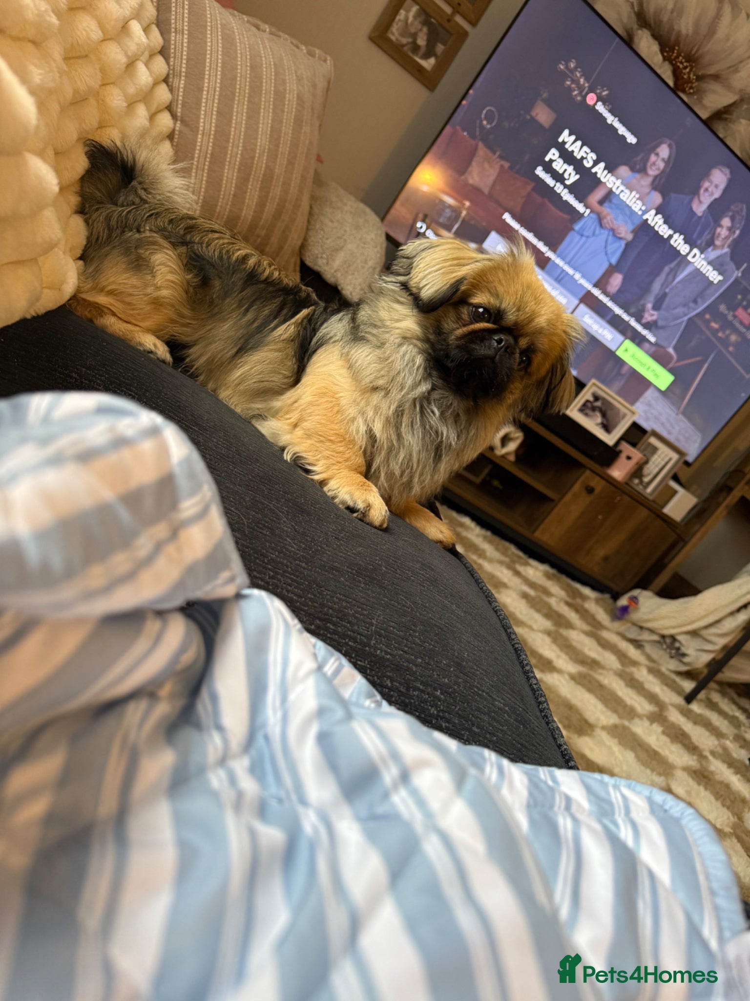 Pekingese dogs for sale: Ted is 17 months - Advert 2