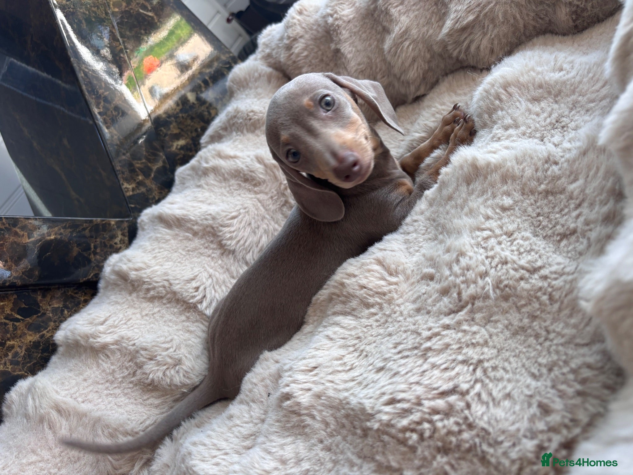 Miniature Dachshund dogs Miniature dachshund puppies  - Advert 1
