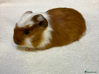 Guinea Pig rodents Male guinea pigs - Advert 8