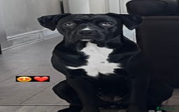 Cane Corso dogs for sale: Cane Corso Puppies for Sale - Image 19