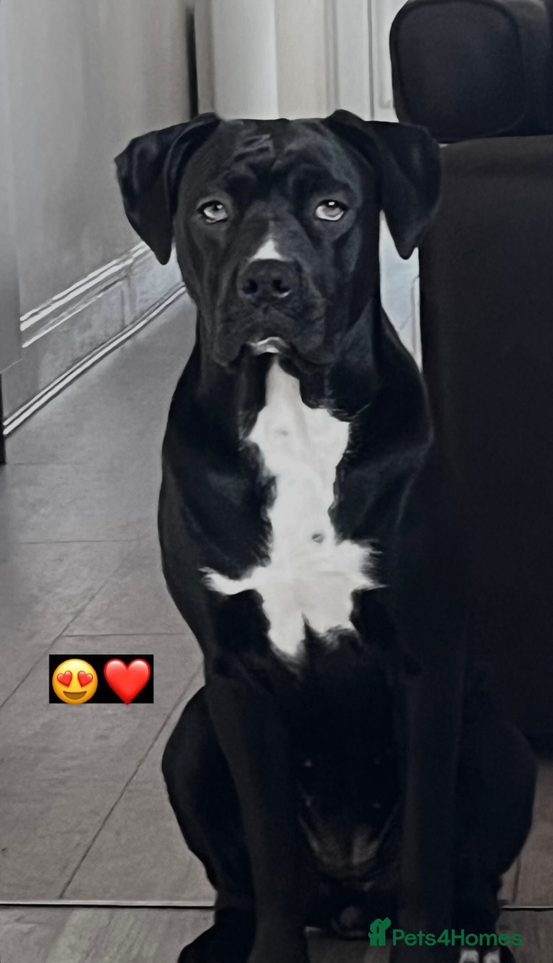 Cane Corso dogs for sale: Cane Corso Puppies for Sale - Image 19