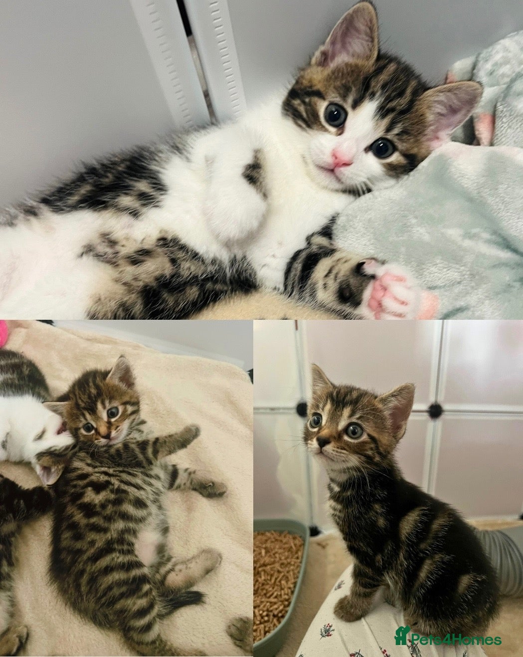 Domestic Shorthair cats Sweet and playful girls  - Advert 3