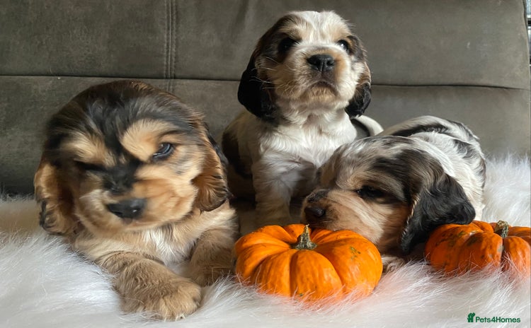 Cocker Spaniel dogs - Advert 16