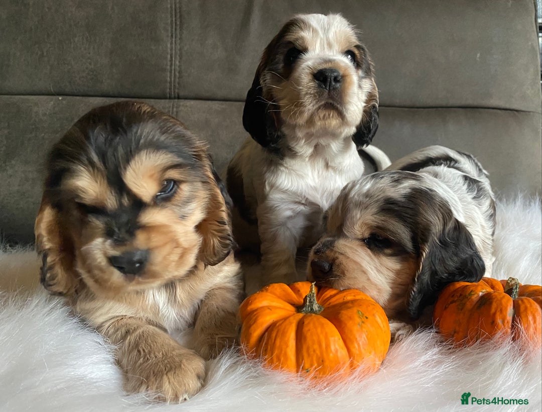 Cocker Spaniel dogs for sale: Chunky KC Cocker Spaniel puppies for sale  - Image 1