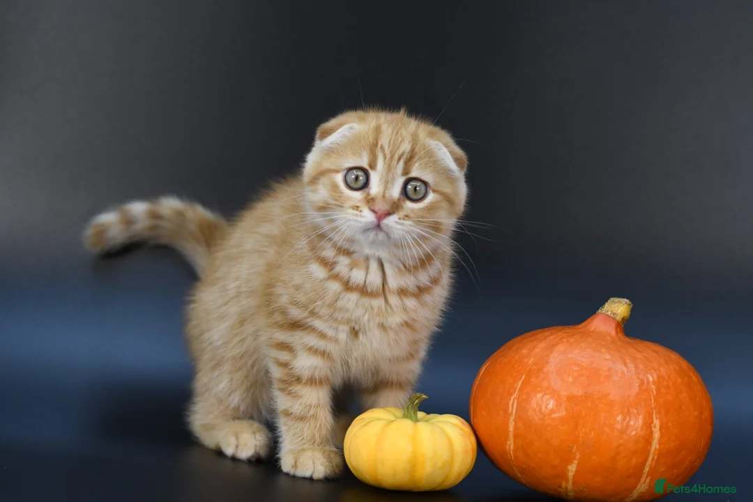 Scottish Fold cats for sale: LICENSED CATTERY, PURE BREED TOP QUALITY KITTENS - Advert 29