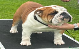 English Bulldog dogs for stud: Available at stud to approved bitches - Image 3