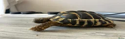 Tortoise reptiles for sale: Hermanns Tortoise with Vivarium - Advert 10