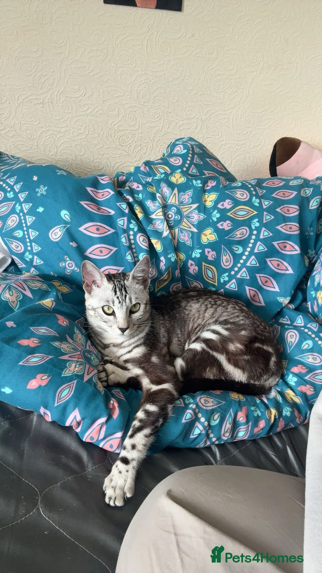 Mixed Breed cats for sale:  1 LEFT Silver marble bengal cross kitten - Advert 9
