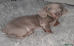 Miniature Dachshund dogs for sale: Miniature Smooth haired daschund puppies  - Image 2