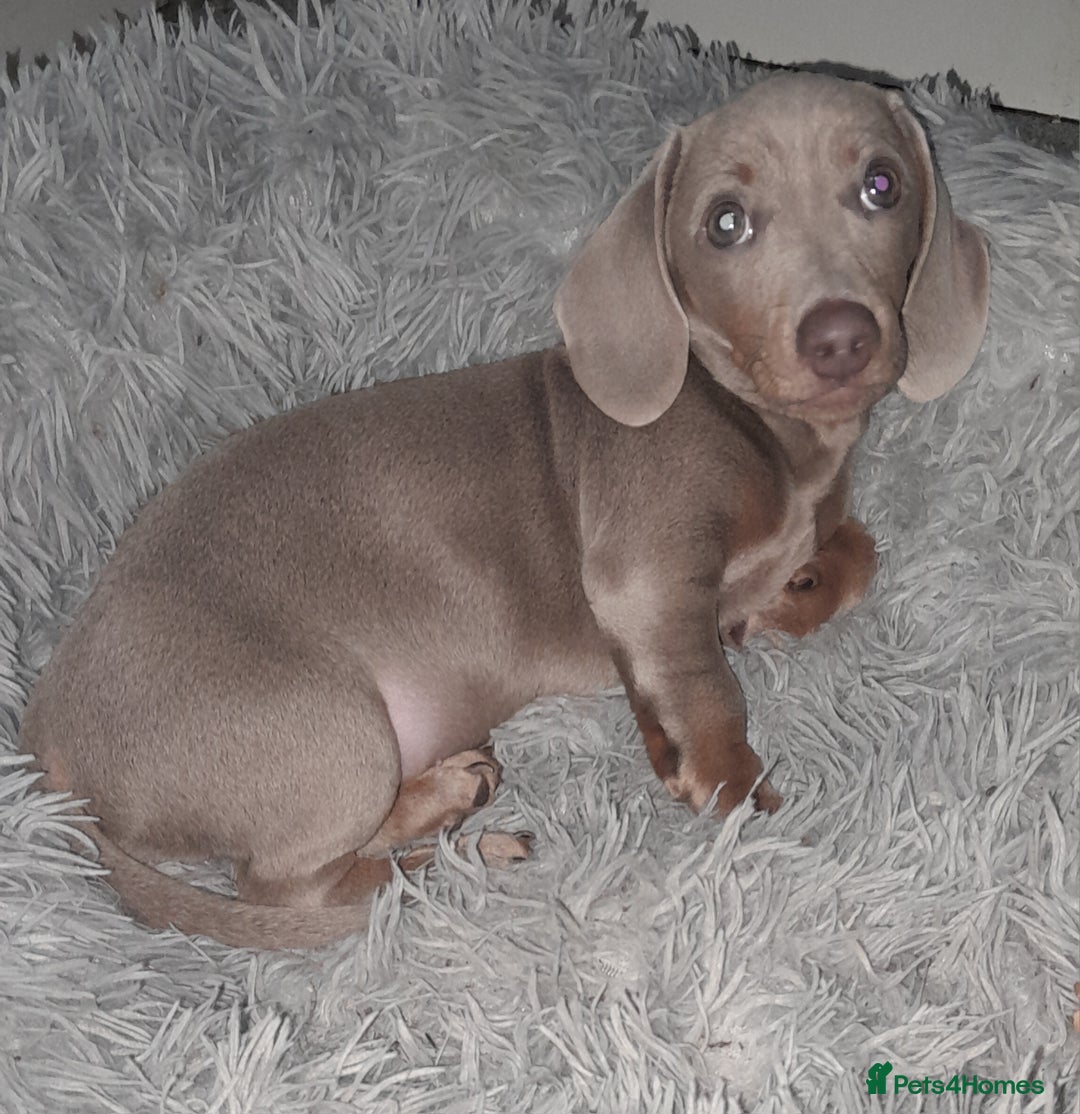 Miniature Dachshund dogs for sale: Miniature Smooth haired daschund puppies  - Image 2