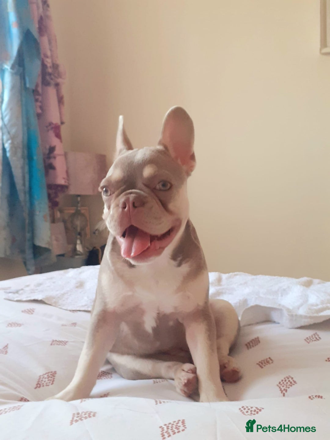 French Bulldog dogs for sale:  KC.French bulldog girl new shade isabella  - Image 4