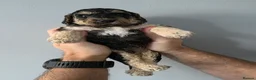 Cockapoo dogs for sale: 2 F1b Cockapoo Boys. DNA HEALTH TESTED - Advert 12