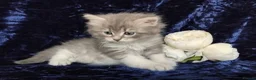 Siberian cats for sale: GCCF Registered Siberian Kitten For Sale  - Advert 26