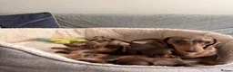 Miniature Dachshund dogs for sale:     Adorable Miniature Dachshund puppies  in London - Advert 9