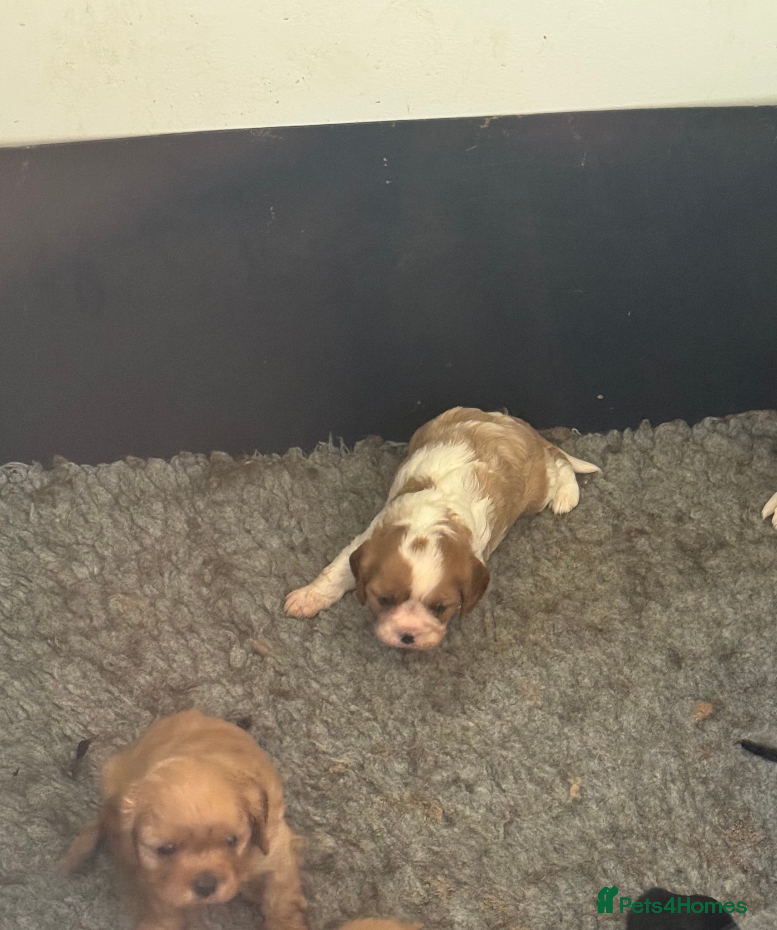 Cavalier King Charles Spaniel dogs Beautiful cavalier girls and boys  - Advert 17