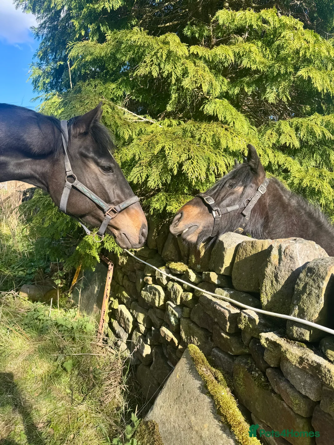 Irish Thoroughbred horses for sale: Thoroughbred and Dartmoor for sale - Advert 1