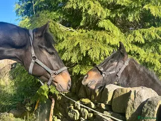 Irish Thoroughbred horses Thoroughbred and Dartmoor for sale - Advert 22