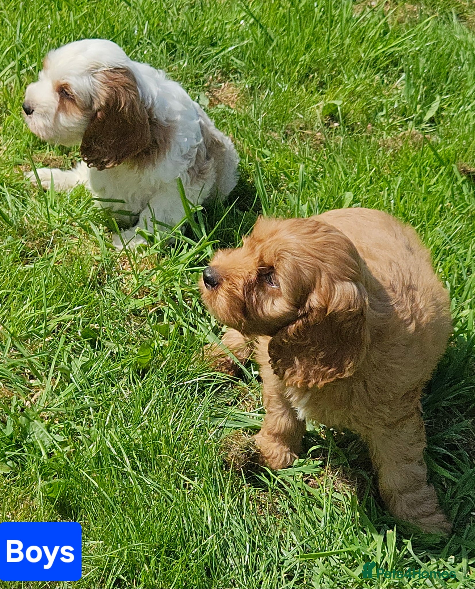 Mixed Breed dogs Beautiful cockapoo x cavalier puppies for sale  - Advert 1
