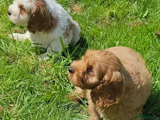 Mixed Breed dogs Beautiful cockapoo x cavalier puppies for sale - Advert 8