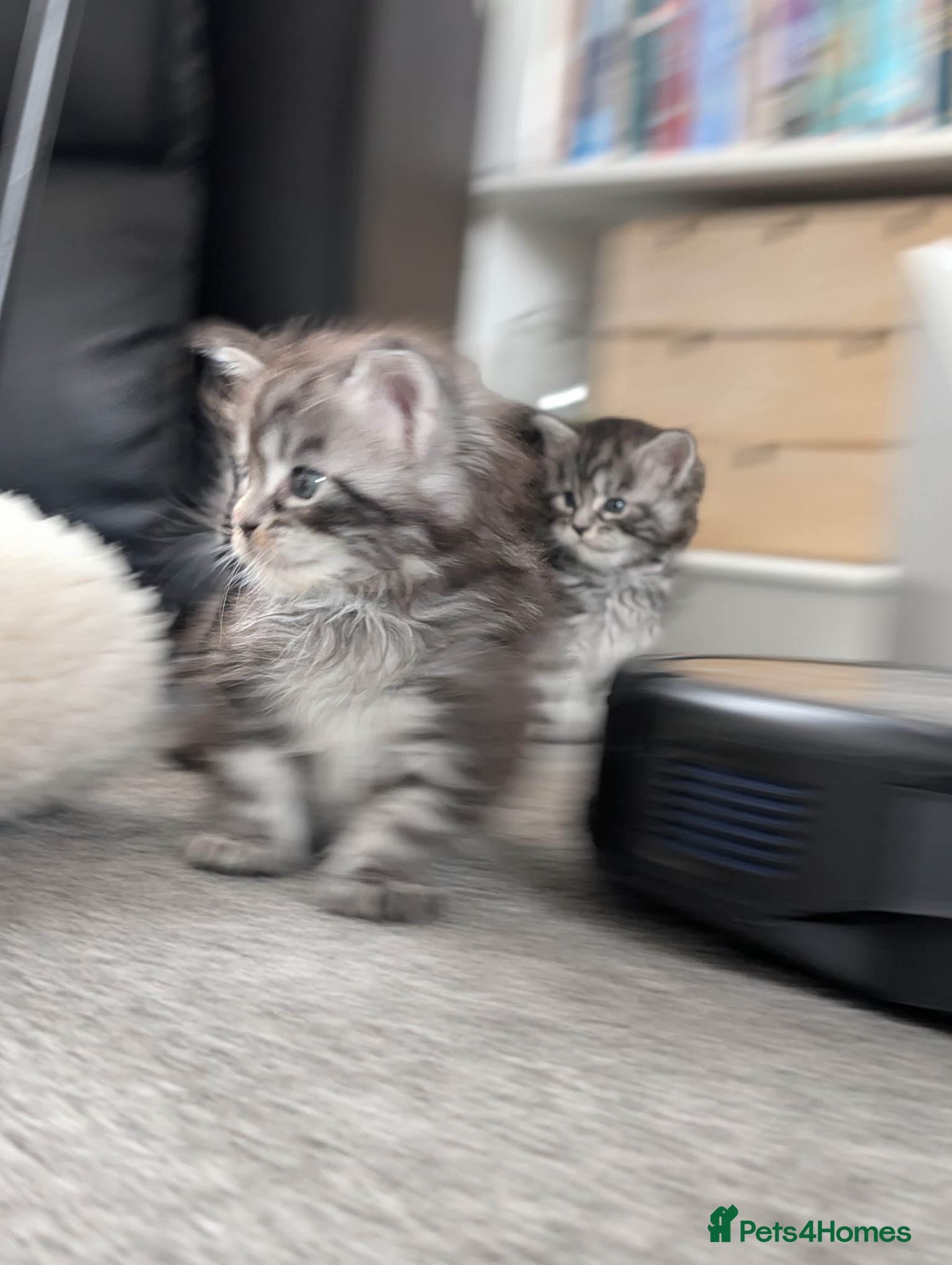 Maine Coon cats for sale: Maine coon kittens  - Advert 22