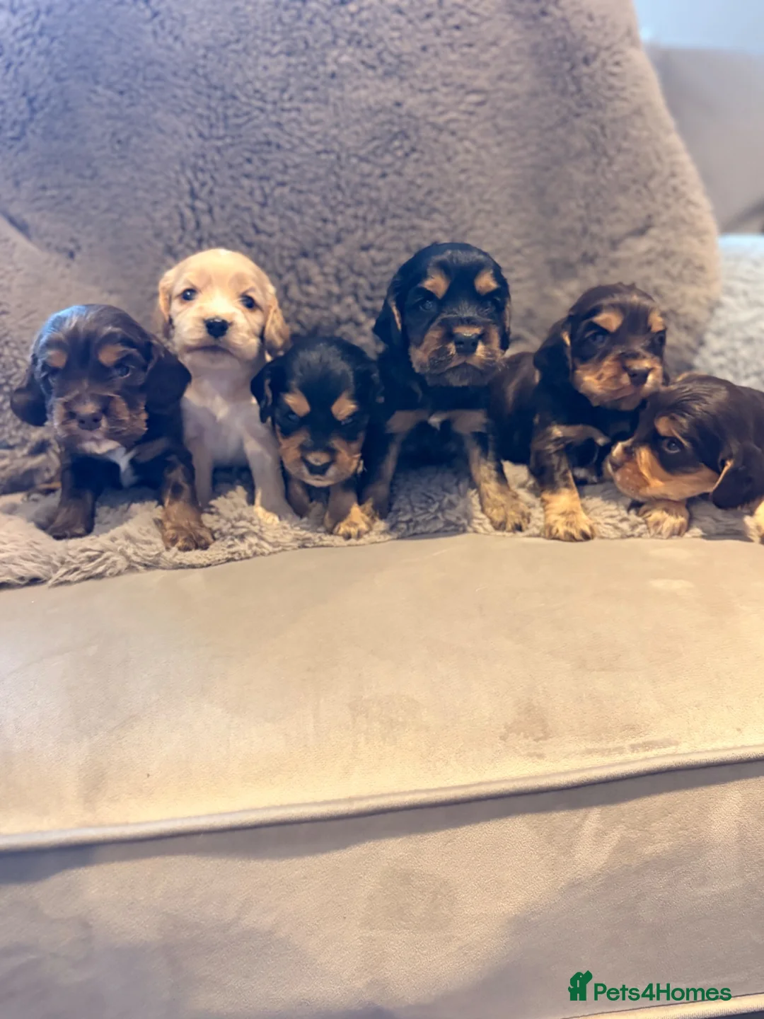 Cocker Spaniel dogs for sale: KC Reg cockers (Show type) - Advert 3