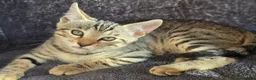 Bengal cats for sale: Pure breed Bengal kittens  - Advert 4