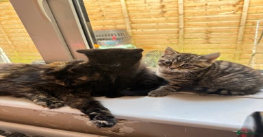 Mixed Breed cats - Advert 15