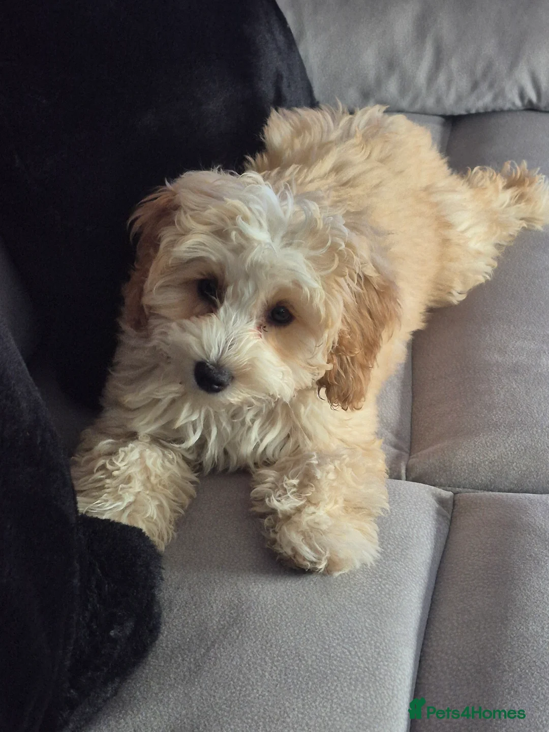 Cockapoo dogs for sale: Female cockapoo - Advert 2