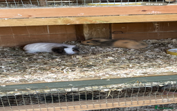 Guinea Pig rodents for sale: Bonded baby guinea pigs  - Image 5