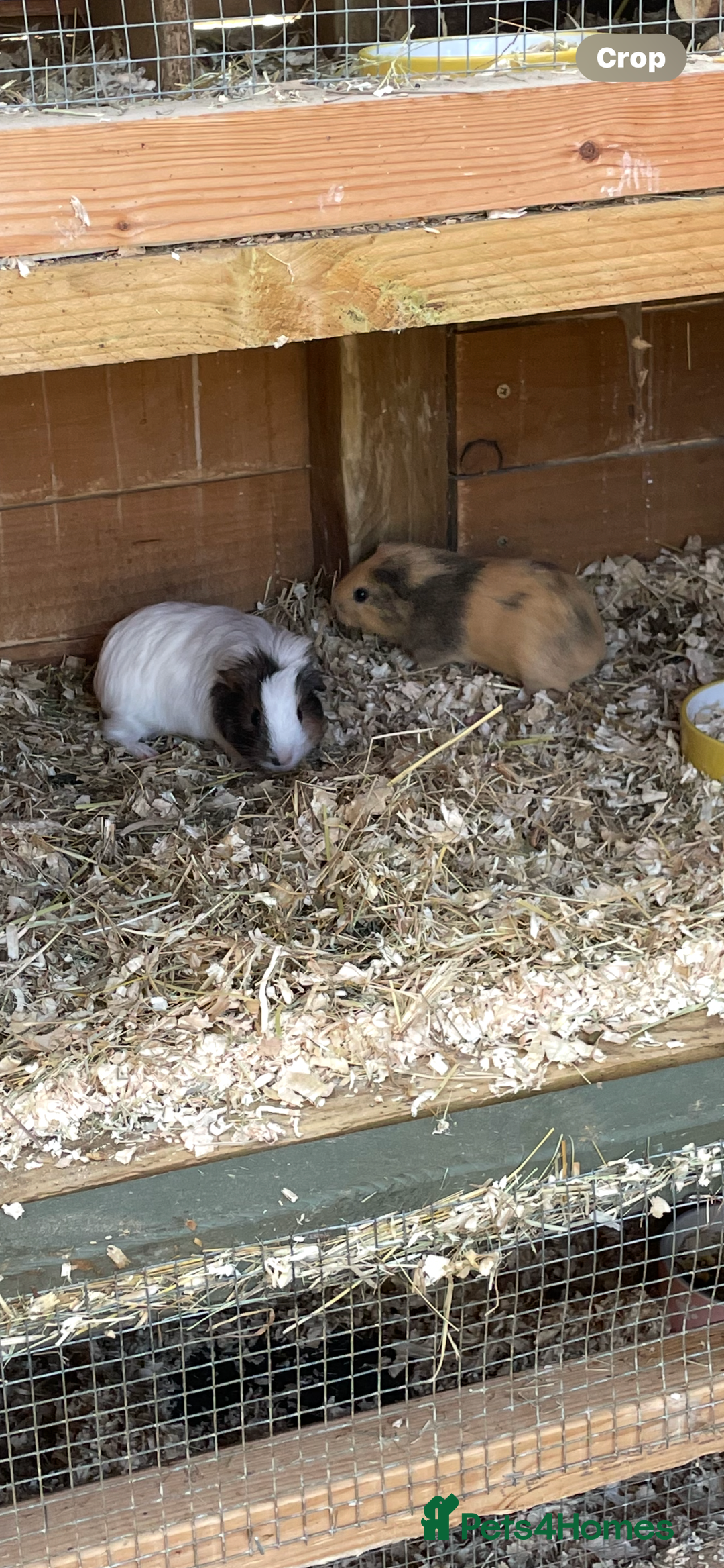 Guinea Pig rodents for sale: Bonded baby guinea pigs  - Image 5