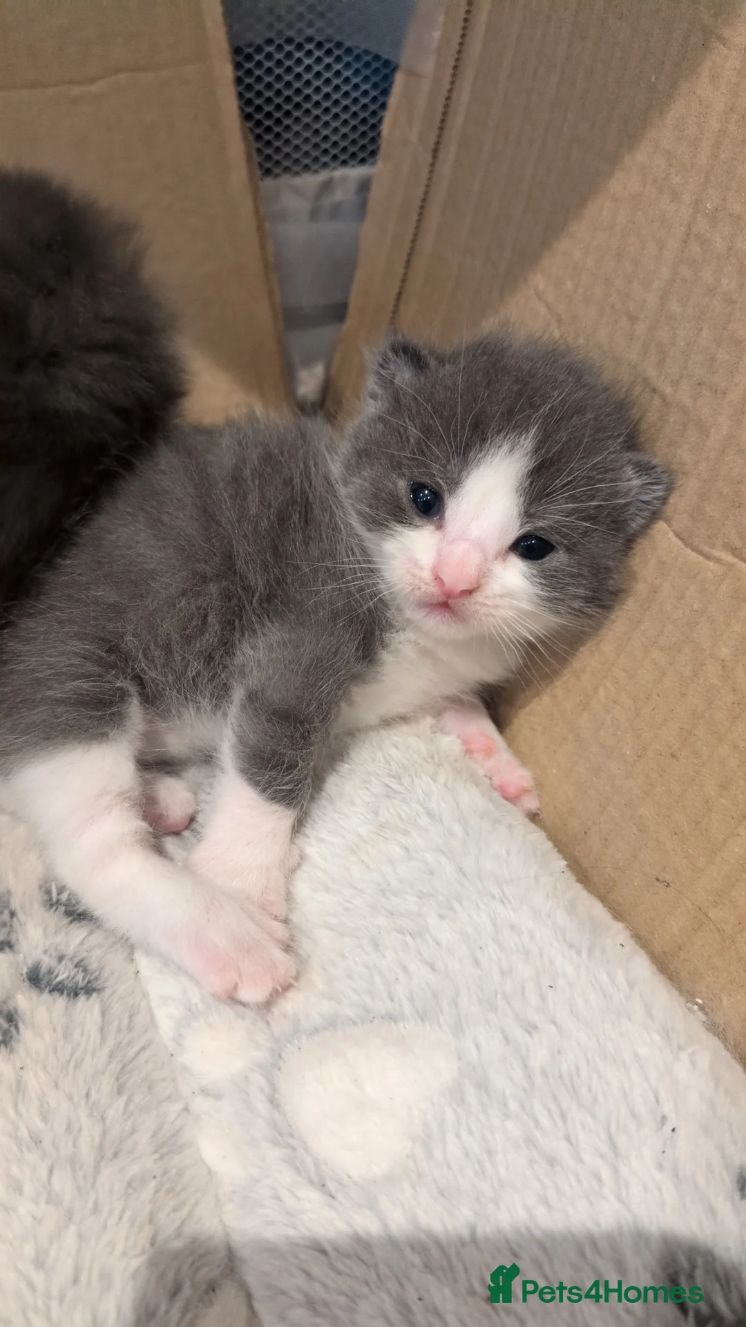 Ragdoll cats for sale: Ragdoll cross kittens  in Clacton-on-Sea - Advert 9