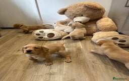 Labrador Retriever dogs for sale: My lovely Labrador puppies - Image 29