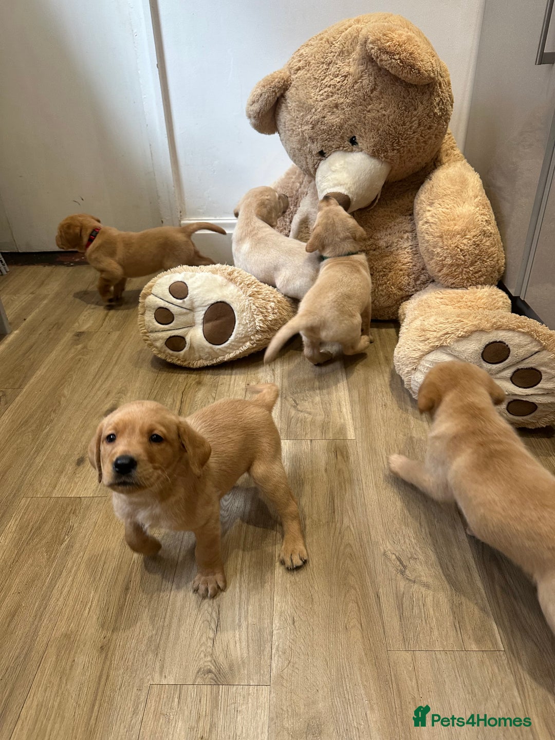 Labrador Retriever dogs for sale: My lovely Labrador puppies - Image 29