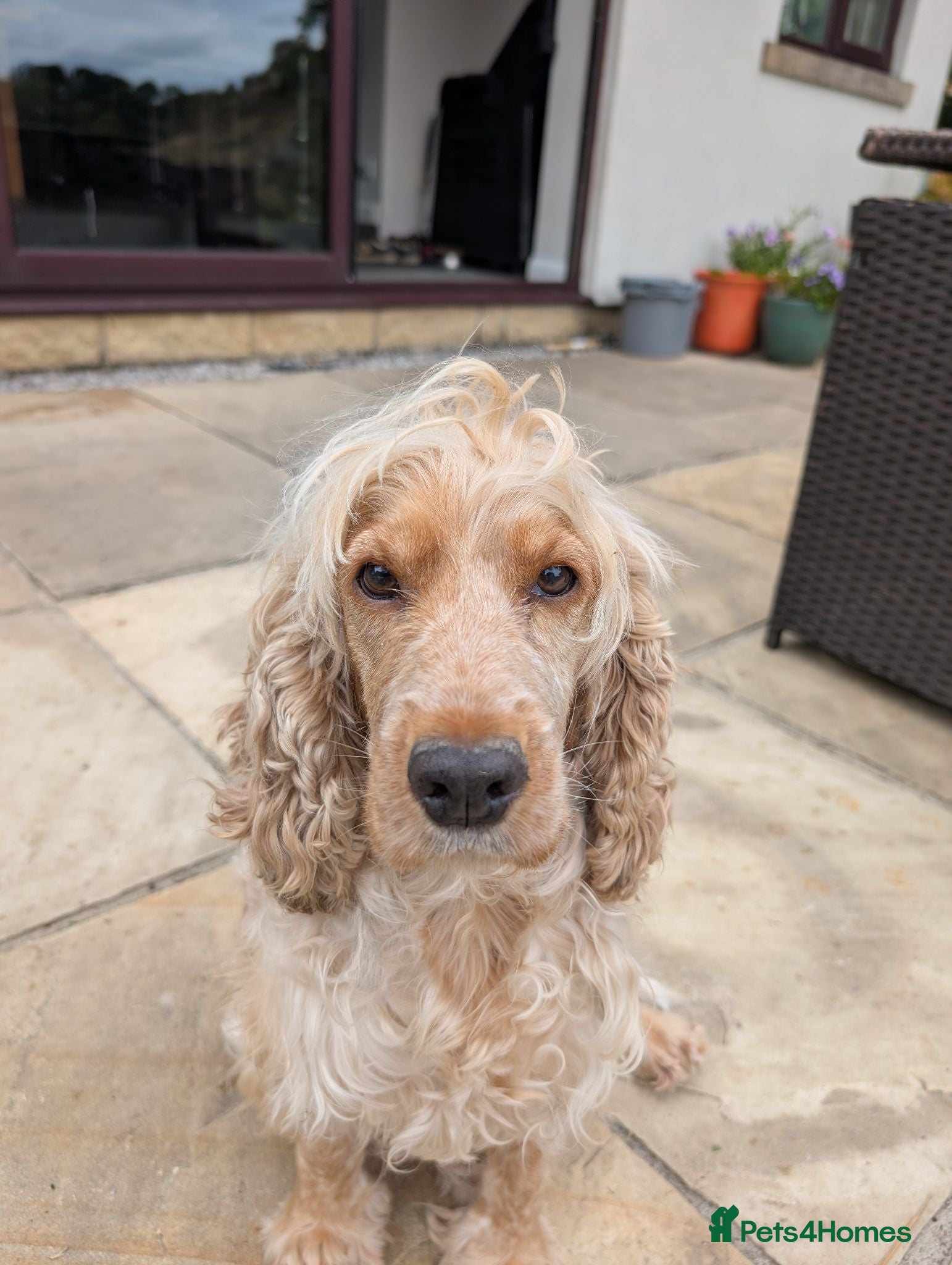 Cocker Spaniel dogs For sale - Advert 1