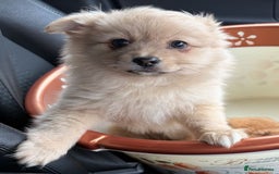 Pomeranian dogs for sale: Pomeranian  - Image 2